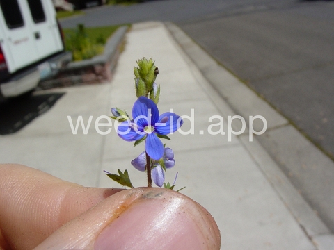 speedwell, germander